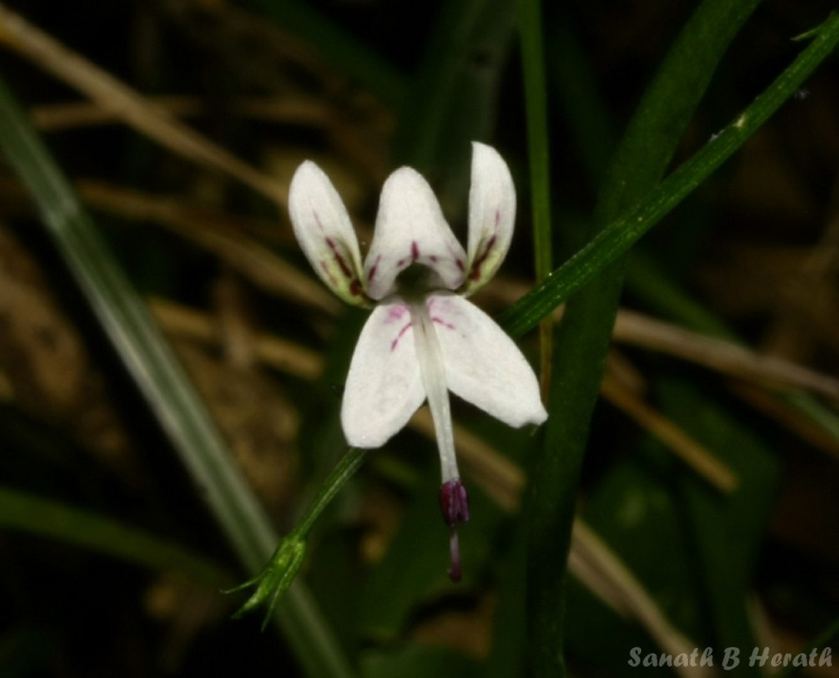 Andrographis alata (Vahl) Nees